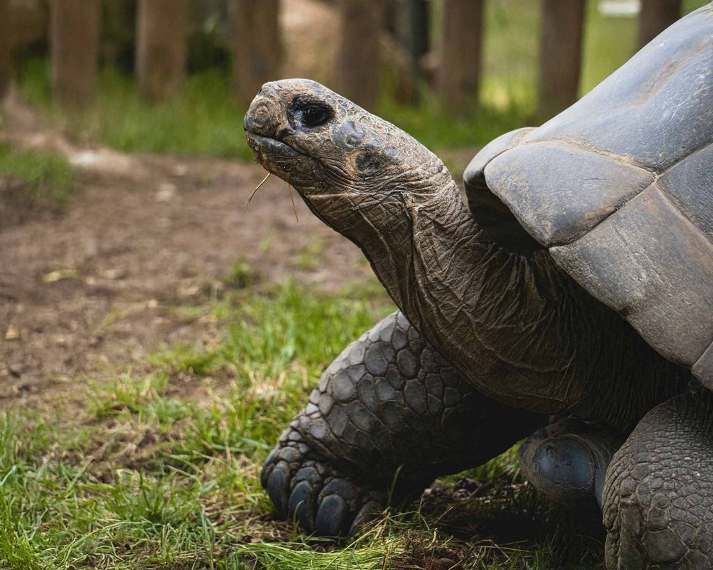 Gálápagos-Riesenschildkröte