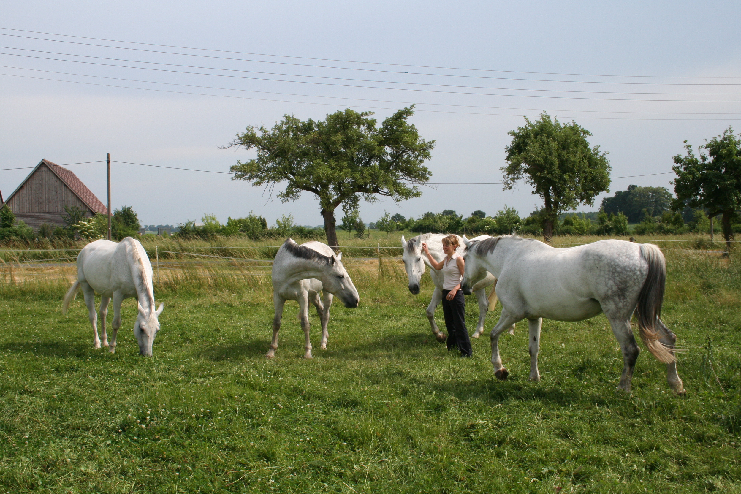 Ina Handrich mit Pferden