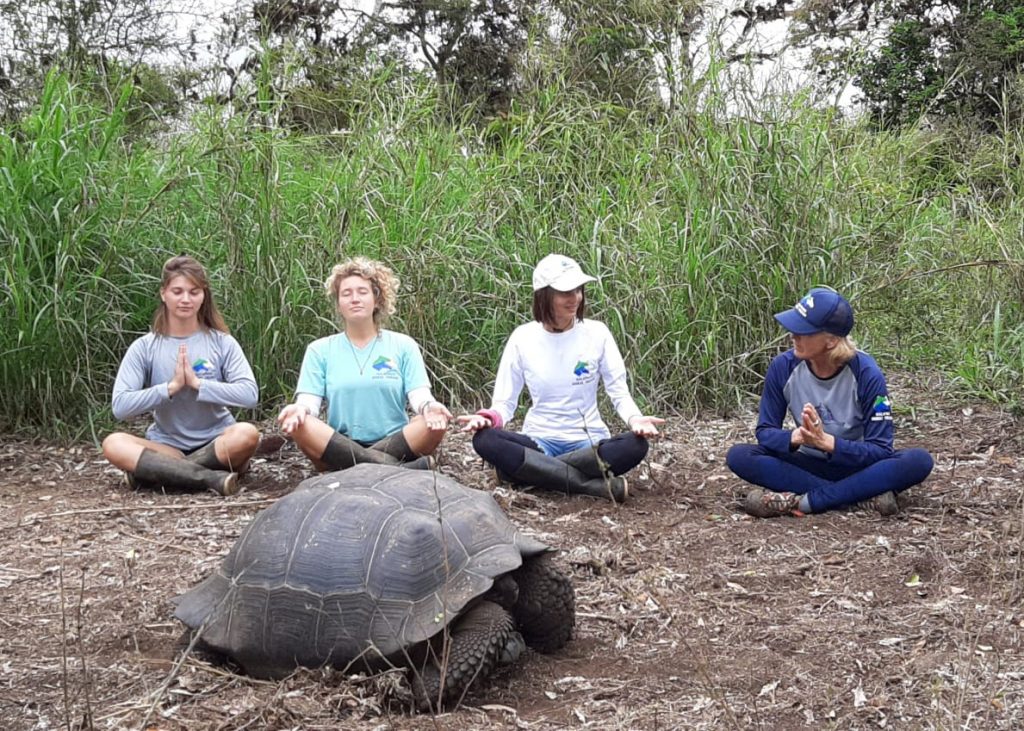 meditieren mit schildkröte