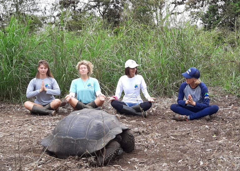 meditieren mit schildkröte