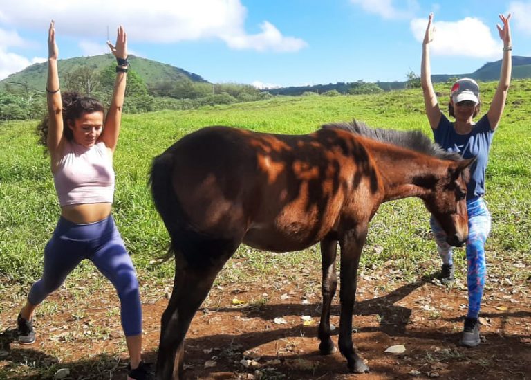 yoga retreat mit pferden